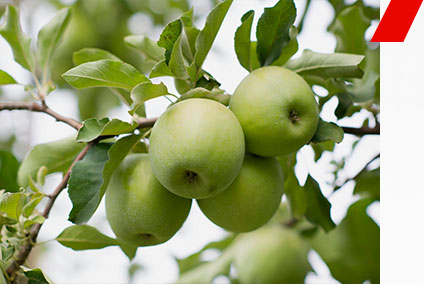 Яблоня