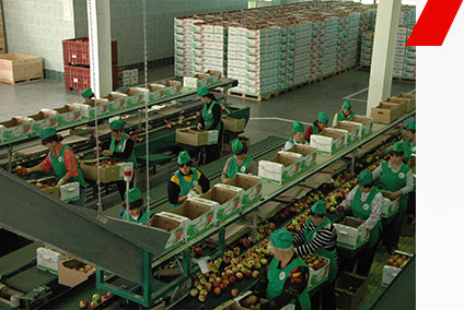 Линия тов.переработки