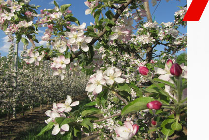 Цветущий сад