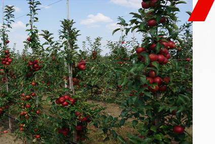 Молодой Сад